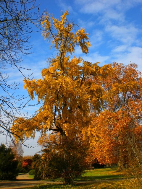 Ginkgo biloba automne